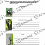 Vorschaubild von Arbeitsblatt