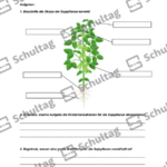 Vorschaubild von Arbeitsblatt