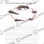 Vorschaubild von Arbeitsblatt