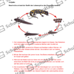 Vorschaubild von Arbeitsblatt