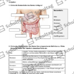 Vorschaubild von Arbeitsblatt