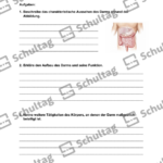Vorschaubild von Arbeitsblatt