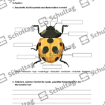 Vorschaubild von Arbeitsblatt