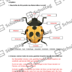 Vorschaubild von Arbeitsblatt