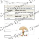 Vorschaubild von Arbeitsblatt