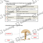 Vorschaubild von Arbeitsblatt