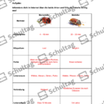 Vorschaubild von Arbeitsblatt